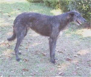 Right Profile - A black Scottish Deerhound is standing across grass with a small amount of leaves on it. Its mouth is open and it looks like it is smiling. It has a high arch.