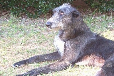 The left side of a wiry looking black with white Scottish Deerhound that is laying in grass and looking forward.