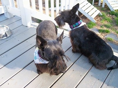 Two Scottish Terriers are sitting and standing on a wooden deck facing different directions and they are both wearing bandanas. There is white lawn furniture in the yard, a white railing around the deck and a silver water bowl next to them.