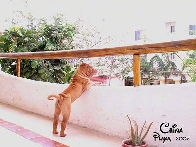 The right side of a wrinkly tan Chinese Shar-Pei puppy that is jumped up against the railing of a porch looking over the edge.