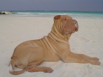 The right side of a wrinkly tan Chinese Shar-Pei puppy that is laying across a beach, it is looking up and to the right. It has sand all over its muzzle. The dog has a big head and small v-shaped ears.