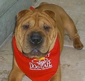 Front view - A tan wrinkly faced Chinese Shar-Pei dog with a very big head is wearing a red bandana with the words - Dog Cafe - on it. It is looking up and forward. The dog has small brown eyes small, v-shaped ears and a big black nose with a wide square muzzle.
