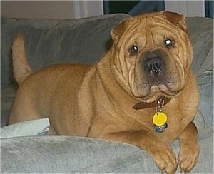 A thick bodied, tan wrinkly face Shar-Pei dog with a big head and small ears is laying over the edge of a gray couch looking forward and its head is slightly tilted to the left. It has a thick tail and dewlaps that hang down to the sides with a big black nose.