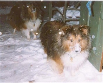 Two Shetland Sheepdogs are walking alongside a house outside in snow. They both have snow all over them.