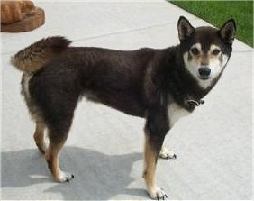 The right side of a black with tan and white Shiba Inu standing across a concrete sidewalk and it is looking forward. The dogs tail curls sideways over the top of its back. It has small perk ears.