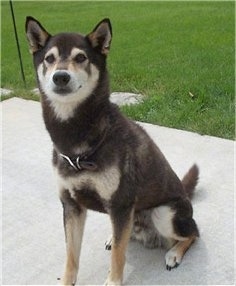 Front side view - A black with white and tan Shiba Inu is sitting on a concrete porch and it is looking forward.