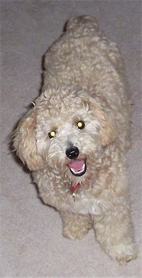 Top down view of a thick, curly coated, tan with white Shih-Poo that is standing on a carpet. It is looking up, its head is slightly tilted to the left, its mouth is open and it looks like it is smiling. It has wide round eyes and a black nose.