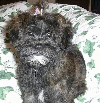 Close up - A black with white Shih-Poo puppy is sitting on a blanket, it is looking forward and it has a purple bow in its hair. Its face looks like a monkey.
