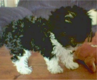 Close up side view - A fluffy little black with white Shih-Poo puppy that is standing on a wooden coffee table.