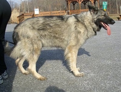 The right side of a thick-coated, black and grey with tan Shiloh Shepherd that is standing across a blacktop surface, it is looking to the right, its mouth is open and its tongue is sticking out.