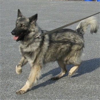 Action shot - The front left side of a black and grey with tan Shiloh Shepherd dog that is trotting across a blacktop surface, its front right paw is in the air, its mouth is open and its tongue is sticking out.