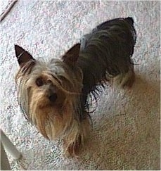 Top down view of a long haired, black and tan Silky Terrier that is standing across a carpeted surface and it is looking up. The dog has a long beard hanging from its chin.