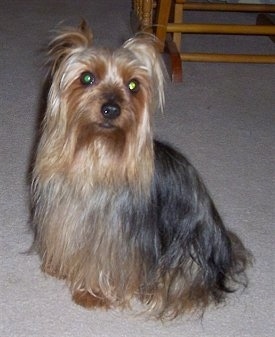 A long coated, black and tan Silky Terrier dog sitting across a carpeted surface and it is looking forward. The fur on the dog is long and goes all the way to the floor. It has wide round eyes and a black nose and black lips.