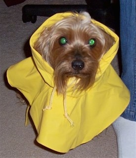 Close up - A black and tan Silky Terrier dog is sitting on a carpet, it is wearing a yellow rain coat and it is looking up.