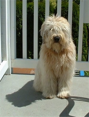 A brown long haired, Soft Coated Wheaten Terrier is sitting on a porch and it is looking forward.