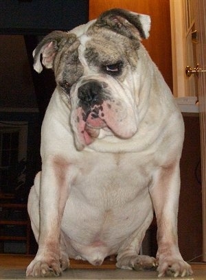 Close up - A white with grey English Bulldog is sitting at he top of a staircase. Its head is tilted to the left and it is looking down the steps. It has a very wide thick body, extra skin, a black nose and huge head.