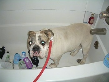 The left side of Spike the Bulldog. He is standing in a white bath tub and he is looking forward. In front of him is a lot of shampoos and soaps.