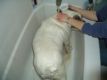 Top down view of Spike the Bulldogs back as he gets a bath in a white bathtub by a person in a blue shirt.