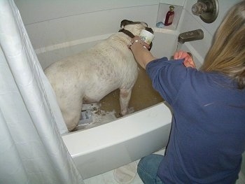 Spike the Bulldog is standing in a tub of dirty water and a person is pouring water onto him.
