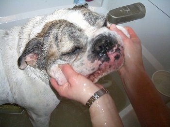 Close up - Spike the Bulldog is getting his face cleaned by a person as he stands in a white bathtub full of dirty water.