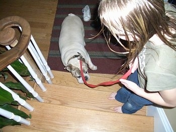 Top down view of a lady leading Spike the Bulldog up a staircase.