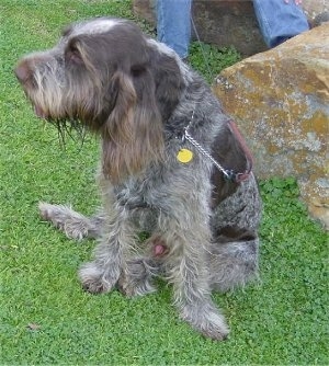A grey with brown Spinone Italiano is sitting on grass and it is looking to the left. There is a large boulder sized rock to the right of it.