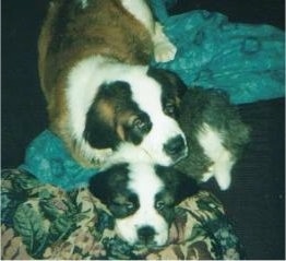 Two Saint Bernard puppies are laying on top of each other on a bed. 