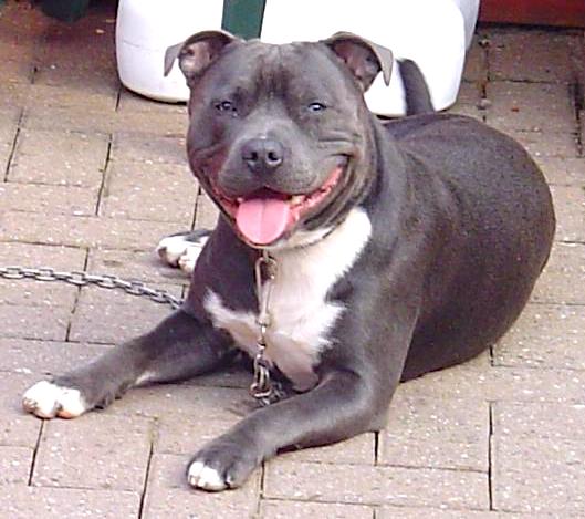 Front view - A thick, wide-chested, blue Staffordshire Bull Terrier dog laying on a stone surface looking forward. Its mouth is open, its tongue is out.
