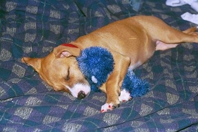 A shiny golden-brown with white Staffordshire Bull Terrier puppy is laying on its right side across a bed. It has a blue plush doll in between its front paws.