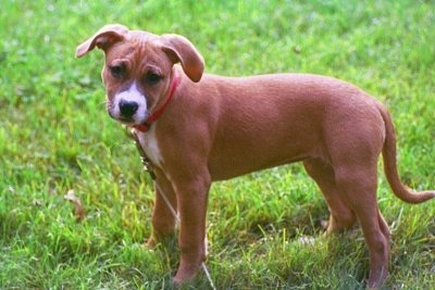 The right side of a brown with white Staffordshire Bull Terrier puppy is standing across a grass surface, it is looking forward and its head is slightly tilted to the right.