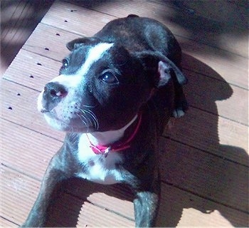 Top down view of a small black with white Staffordshire Bull Terrier puppy laying on a hardwood surface looking up and to the left. The dog is wearing a hot pink collar.