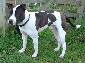 The front right side of a black and white Staffordshire Bull Terrier dog standing across grass in a field and there is a wooden fence behind it. The dog is holding his tail low.