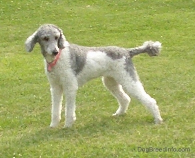 The left side of a bicolor, gray and white, Standard Poodle dog that is standing across a grassy field looking to the right.