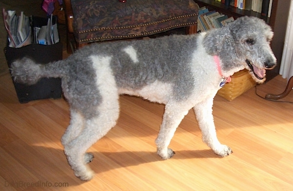 The right side of a gray and white bicolor Standard Poodle dog standing on a hardwood floor. It is looking to the right, but its head is turned forward. Its mouth is open and it looks like it is smiling.
