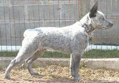 Right Profile - A white with gray and black Australian Stumpy Tail Cattle Dog puppy is standing across a dirt surface and There is a chainlink fence behind it. The dog has a bob tail.