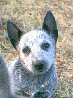 Close up - A white with gray and black Australian Stumpy Tail Cattle Dog puppy is sitting outside in grass, it is looking forward and its head is slightly tilted to the left. Its nose and eyes are black.