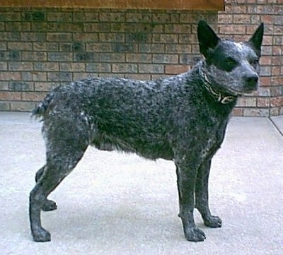 The right side of a gray, black and white Australian Stumpy Tail Cattle Dog is standing across a concrete surface, its head is tilted forward, but it is looking to the right. It has a wide forehead and perk ears.