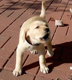 A yellow Labrador puppy is standing across a brick surface and it is barking towards the right with its tail up.