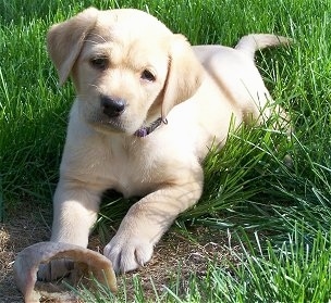 Front view - A yellow Labrador puppy is laying across a grass surface, it is looking forward and its head is slightly tilted to the right. There is a hoof chew in front of its paws.