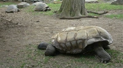 The left side of a Galapagos Tortoise that is walking across a dirt surface. There is a group of Tortoises in the background.