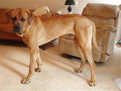 The left side of a tall, large breed, tan with black Tosa dog standing on a carpet and it is looking forward. It is holding its tail low.