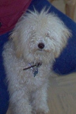A long wavy coated, tan Toy Poodle dog standing on top of a couch and there are blue pillows to the left of it. The dogs thick coat is covering up its eyes. It has a black nose.