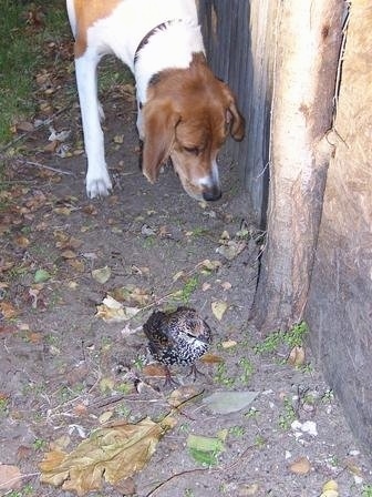 Top down view of a white and brown with black Treeing Walker Coonhound that is looking down at a bird standing in dirt.