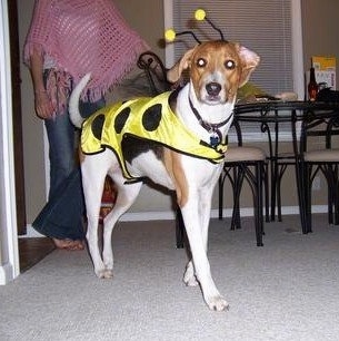 A white, black and brown Treeing Walker Coonhound is wearing a yellow with black spottted jacket and bumblebee antennas. It is standing across a carpet and it is looking forward. There is a person behind it in a pink knit shawl.