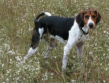 The right side of a black with white and brown Treeing Walker Coonhound dog standing across a  field with white flowers in it and it is looking forward. The dog looks like it is peeing.