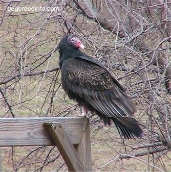 Turkey Vulture standing on top of a wooden playground looking back
