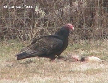 Turkey Vulture eating a possum
