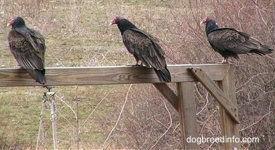 Three Turkey Vultures waiting on a wooden fence