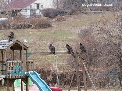 Turkey Vultures standing on a Wooden 'Swing N Slide'