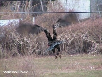 Turkey Vulture flying away.